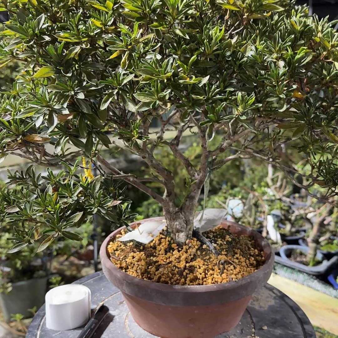 无花朵紫龙之誉有花朵