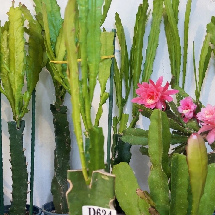 当前无花栽培后可以开花634