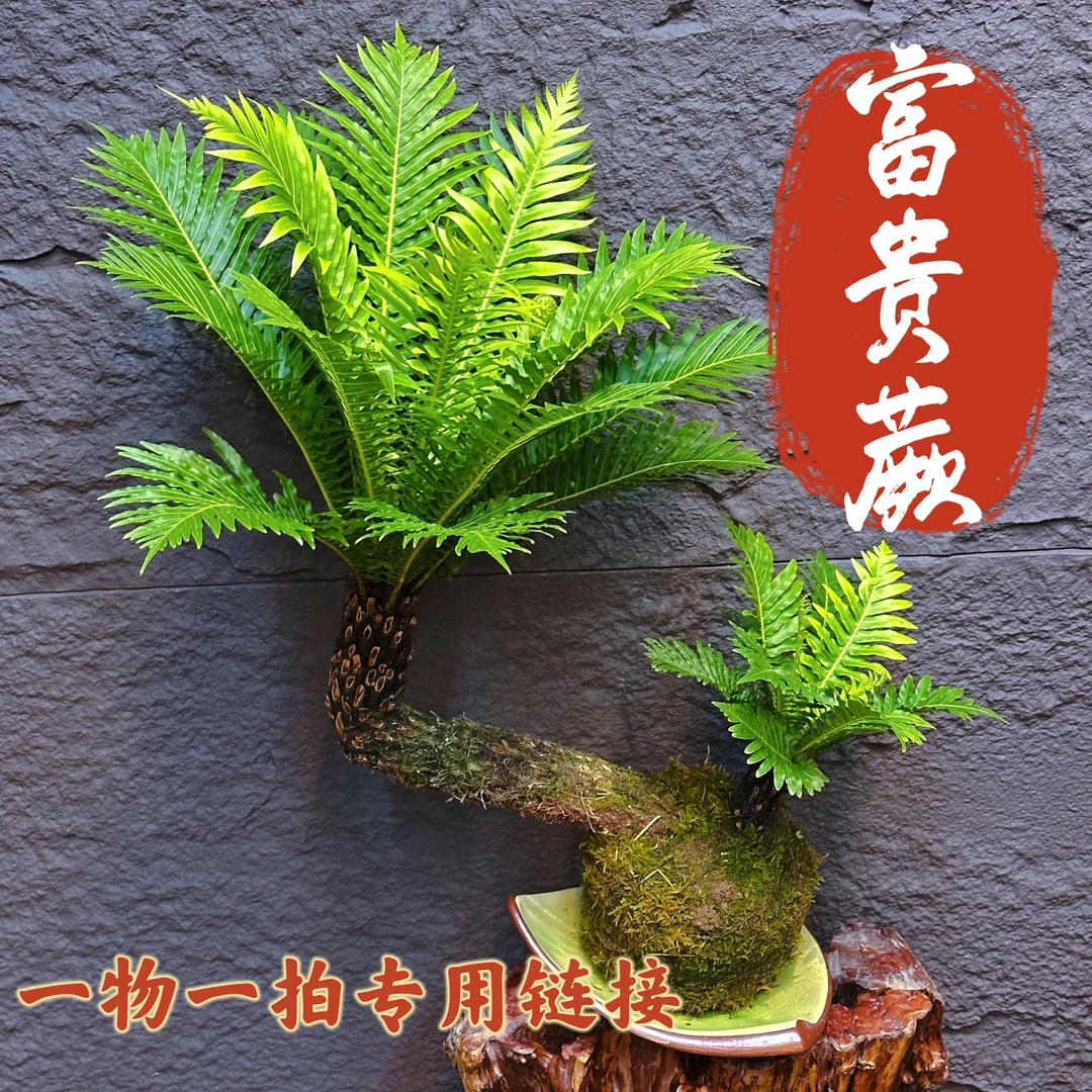 富贵蕨室内外耐阴绿植四季常青好养易活