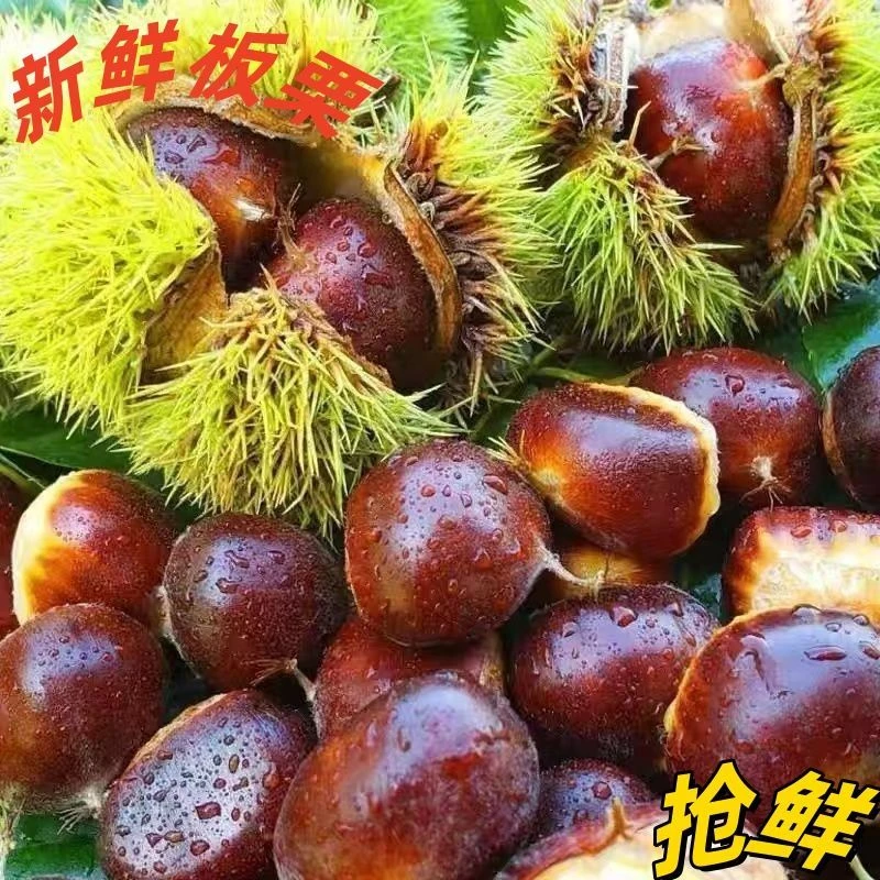 高山板栗扁板栗2025生板栗蔬菜毛板栗非迁西板栗河南辽宁两仓发货