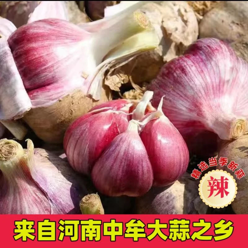 2025年新鲜现挖河南紫皮鲜蒜湿蒜可腌制糖醋蒜