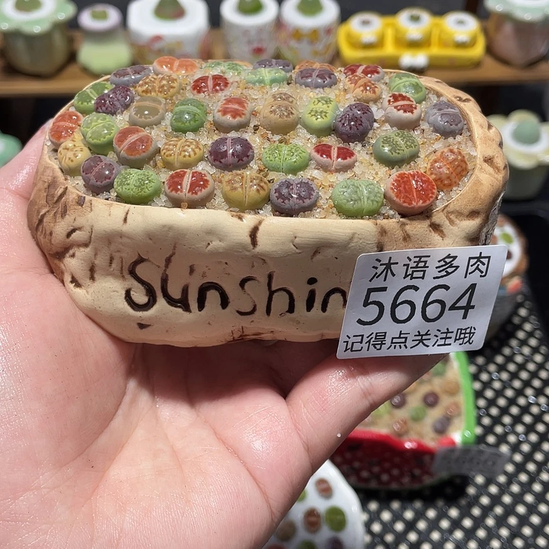 带盆土植物 一物一拍5664