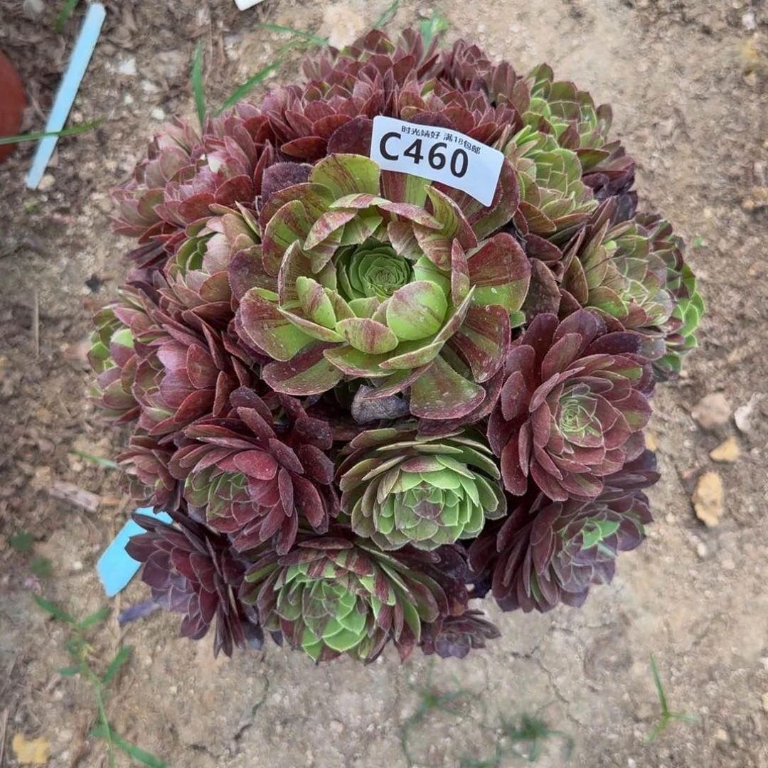 何****0460花月夜多肉植物