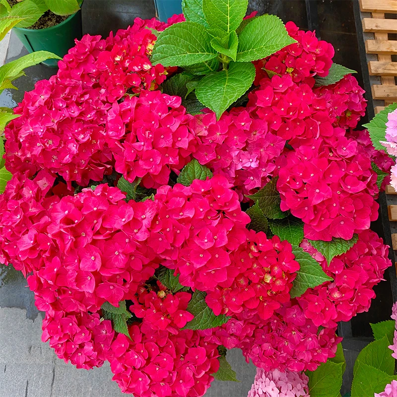 【多花头】红皇后 露天老桩大苗 大花带花苞阳台庭院四季开花好养