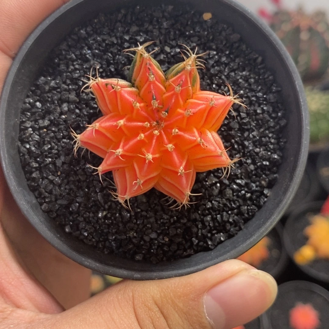 精品米哈—脱土发货8