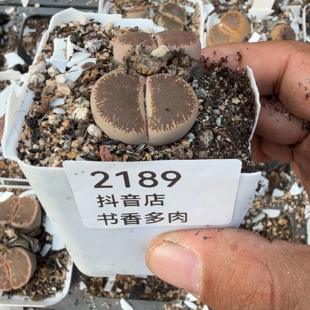 多肉植物。
