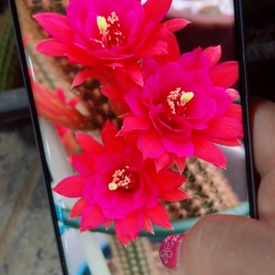 下67金妞紫水晶根15公分左右脱土发货20包邮