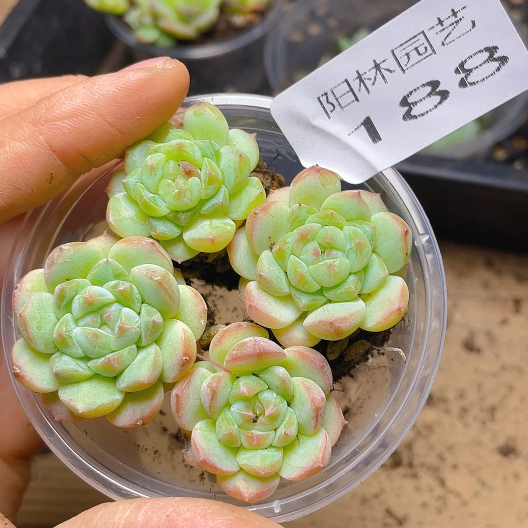多肉植物多肉植物188
