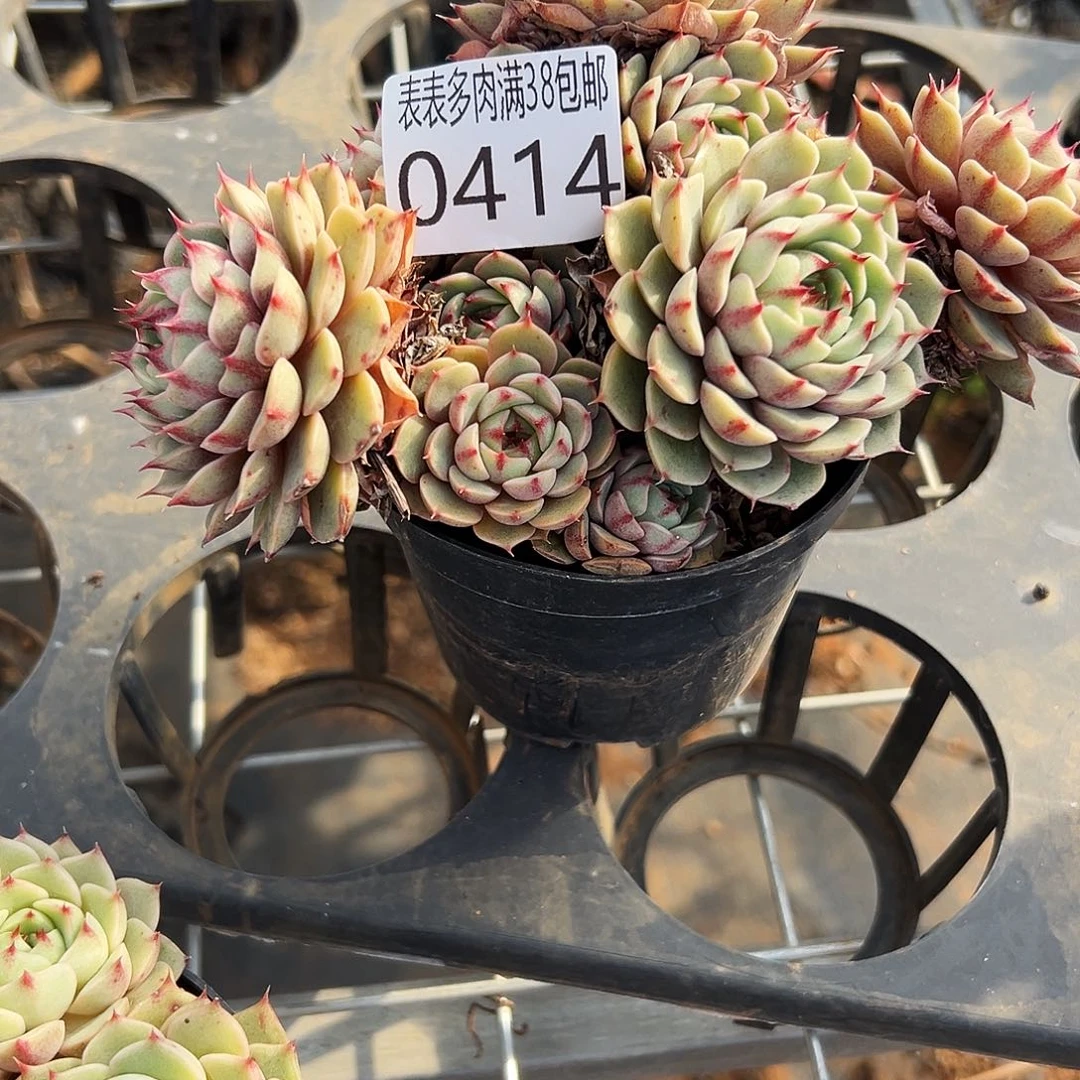 虾***T多肉一物一拍植物0414
