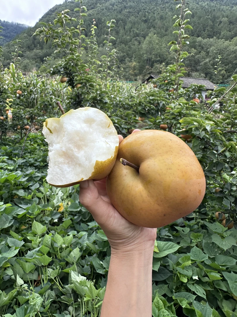 【现摘现发】高山金果梨个大脆甜多汁新鲜当季炖煮佳品