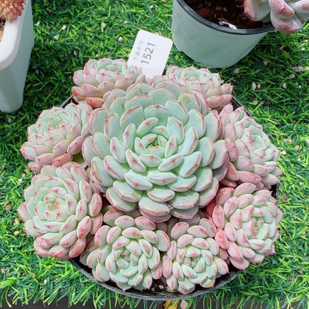 白胖子手捧，1521多肉植物