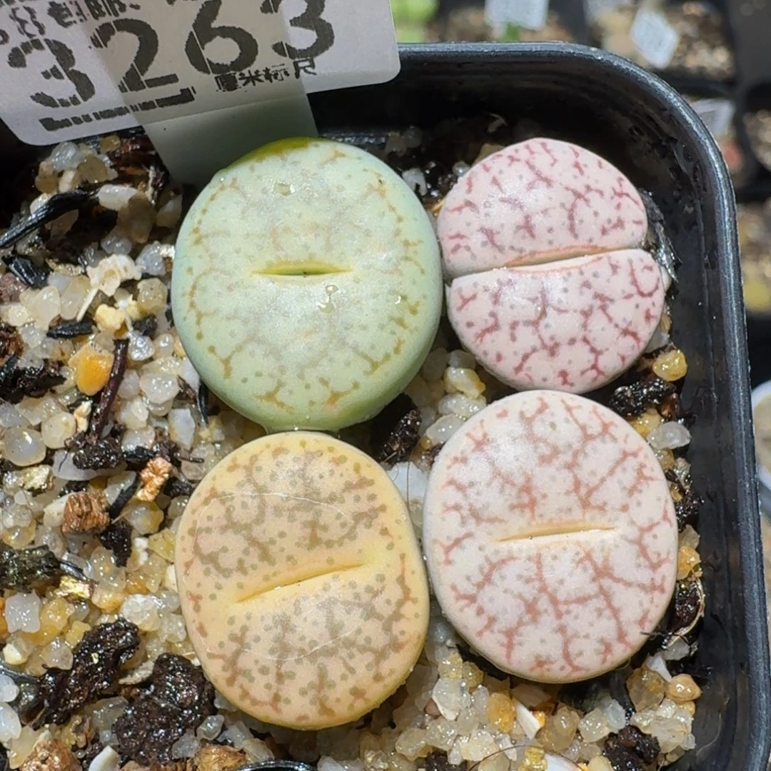 老板娘正在直播3263