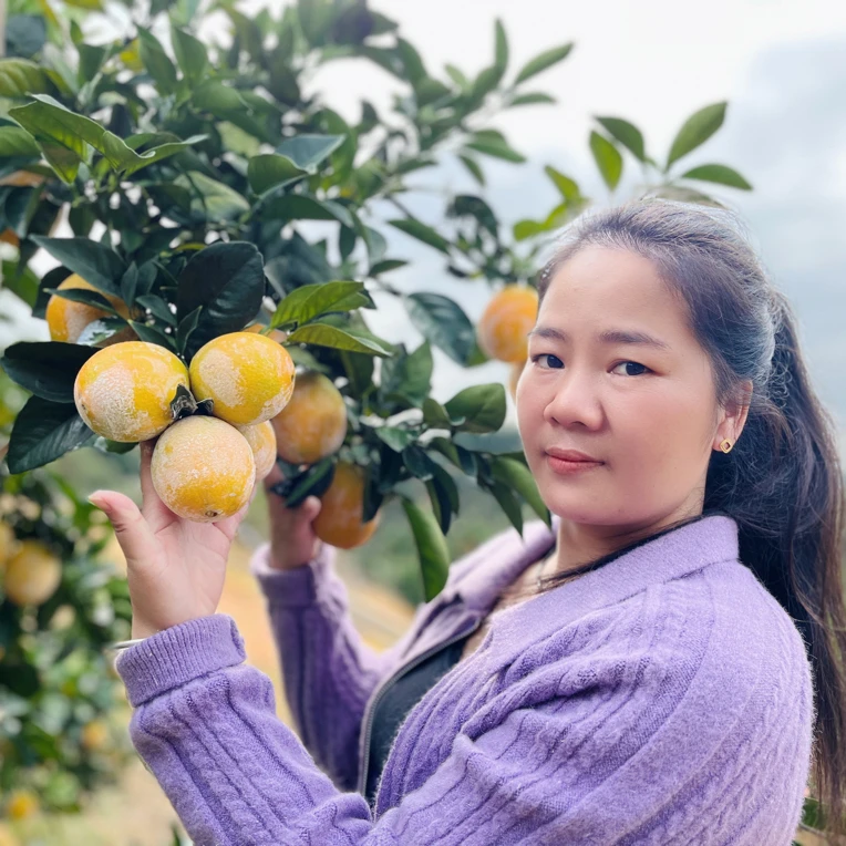 江西赣南龙勾石灰脐橙20斤九省包邮自家果园现摘现发原产地直供