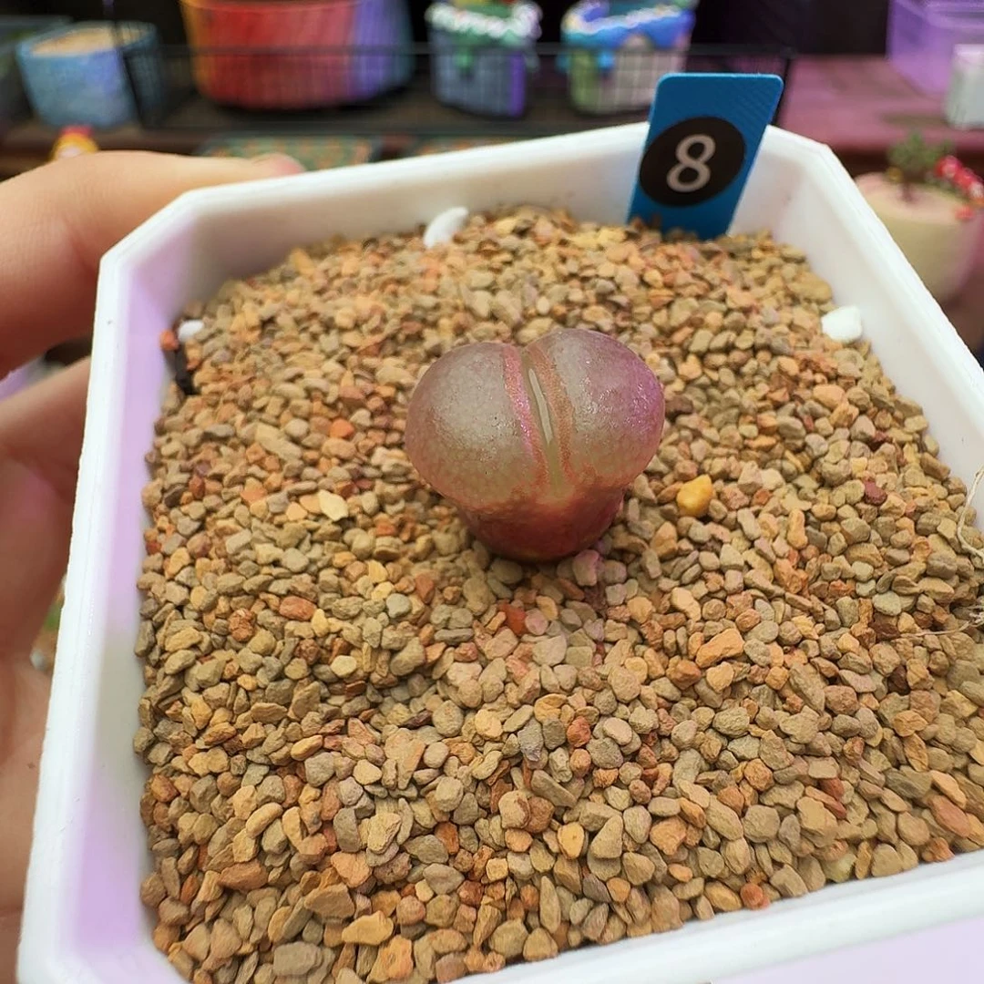 多肉植物福利肉锥特优红风铃8