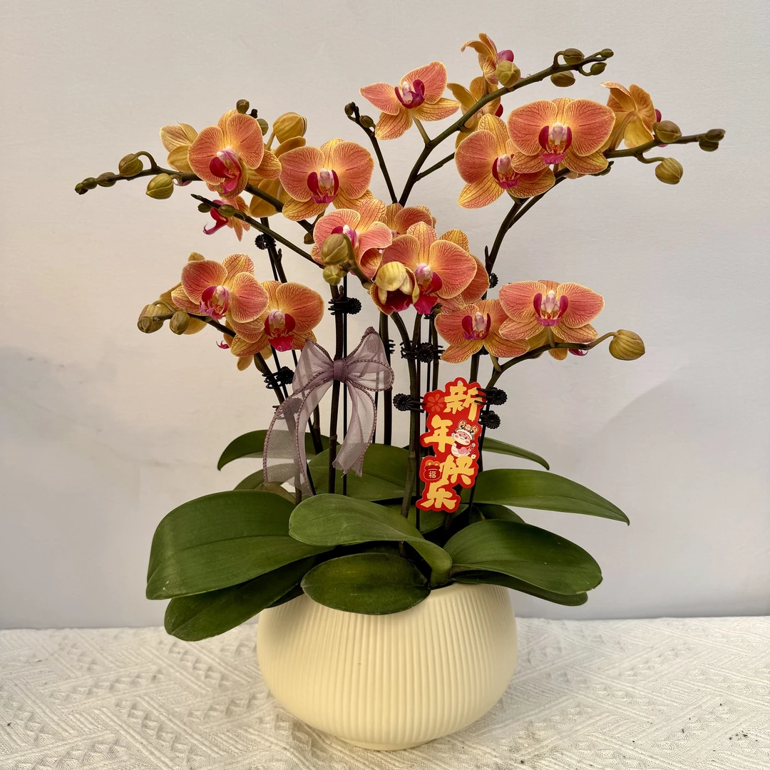 蝴蝶兰【黄花梨】 橙色系稀有品种室内礼品花高端花卉小众品种8