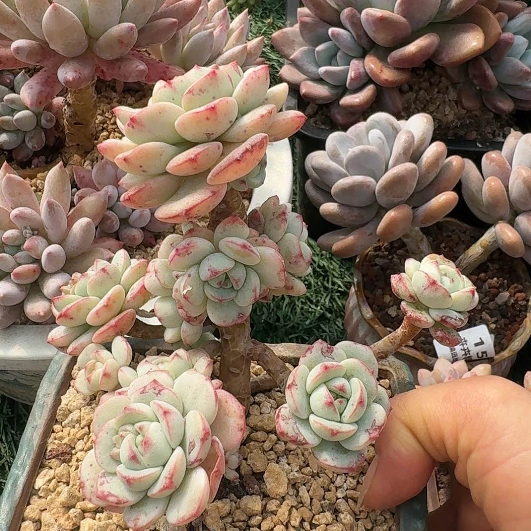 1440一物一拍（满28包邮）