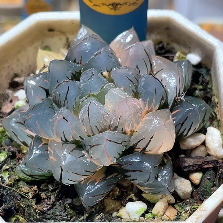 752水中月锦母本级别