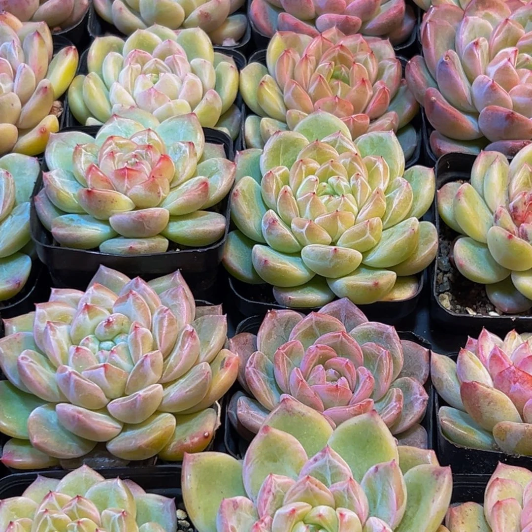 406多肉葡萄的味道是