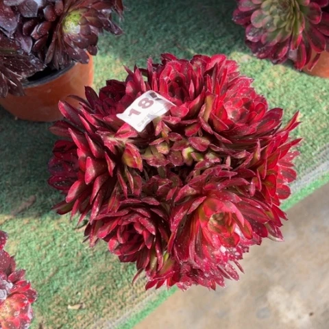 185白月光朵朵多肉，