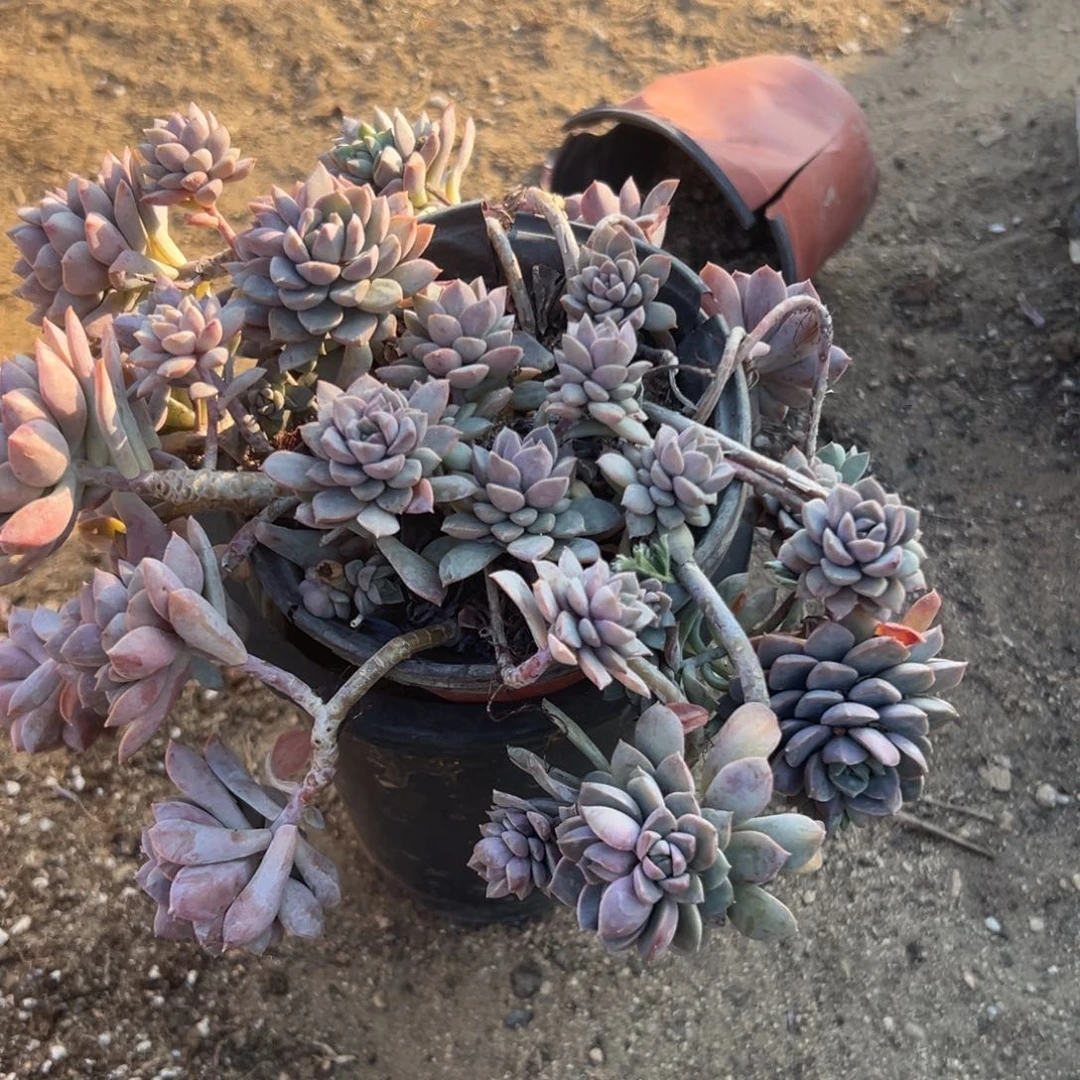 多肉植物紫卡群生