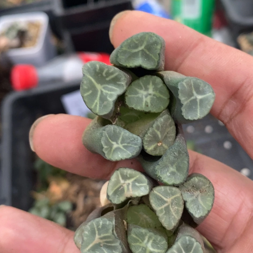 2403 一颗实生超美万象 福利