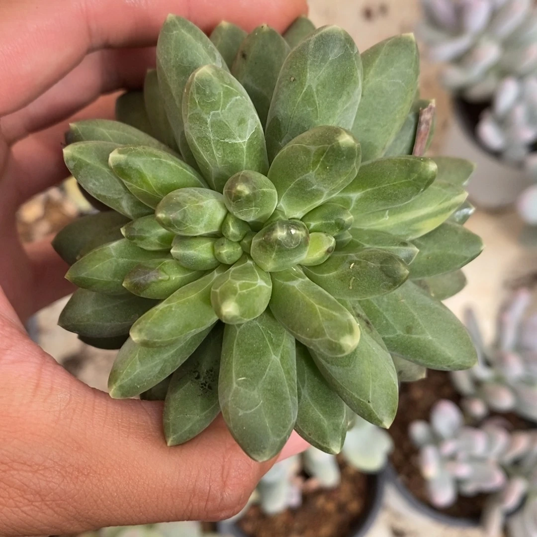 千代田多肉植物9283
