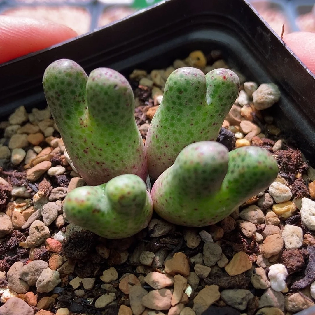 955D大型斑马一颗4头包邮