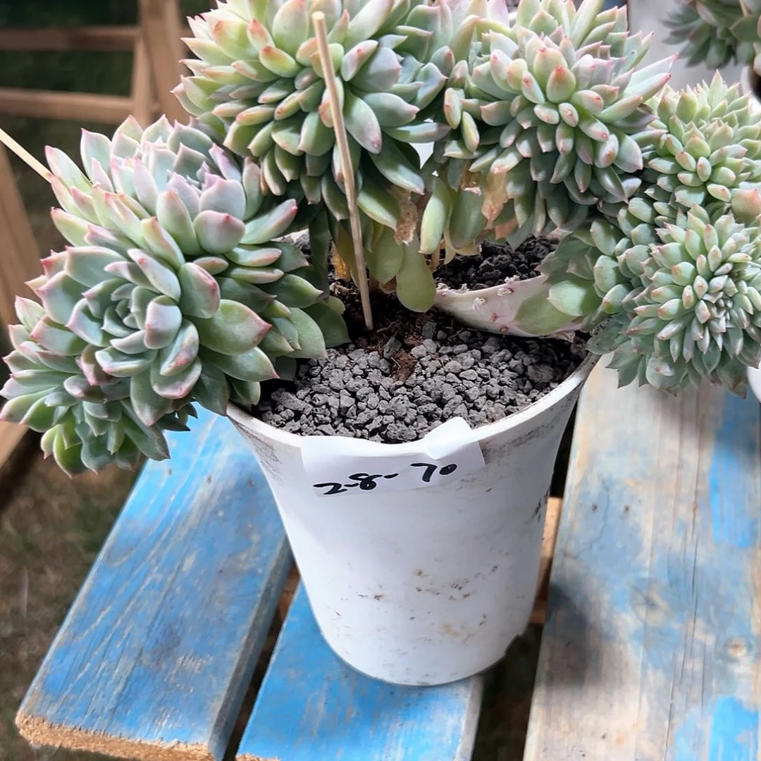 毛****92.8-70冰魄缀化多肉