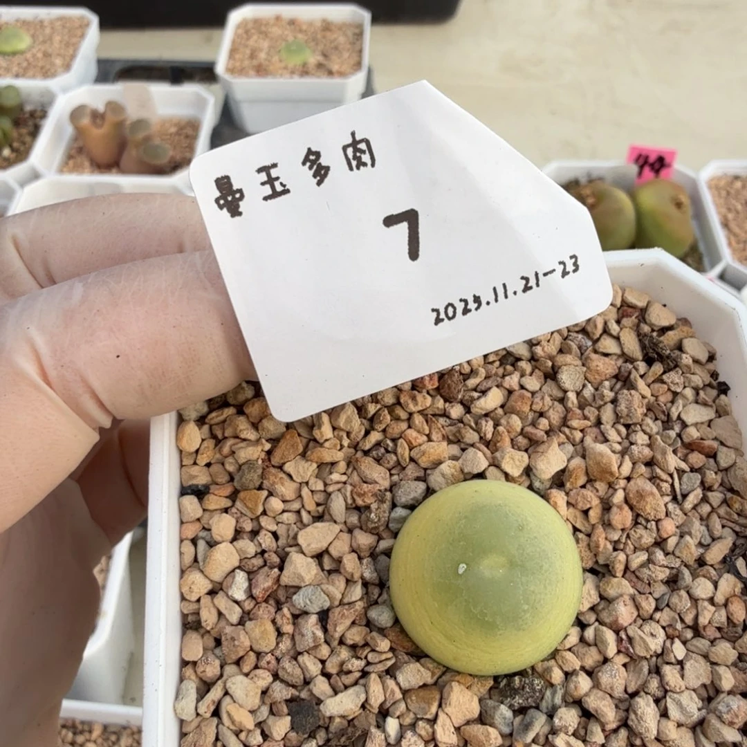 ****多肉多肉多肉11-007