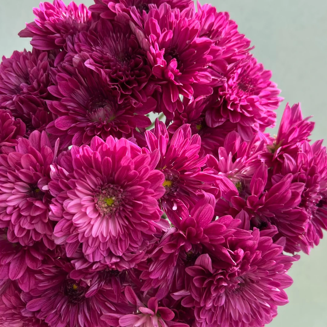【鲜花批发 三单一个运费】波尔尼紫小菊一扎