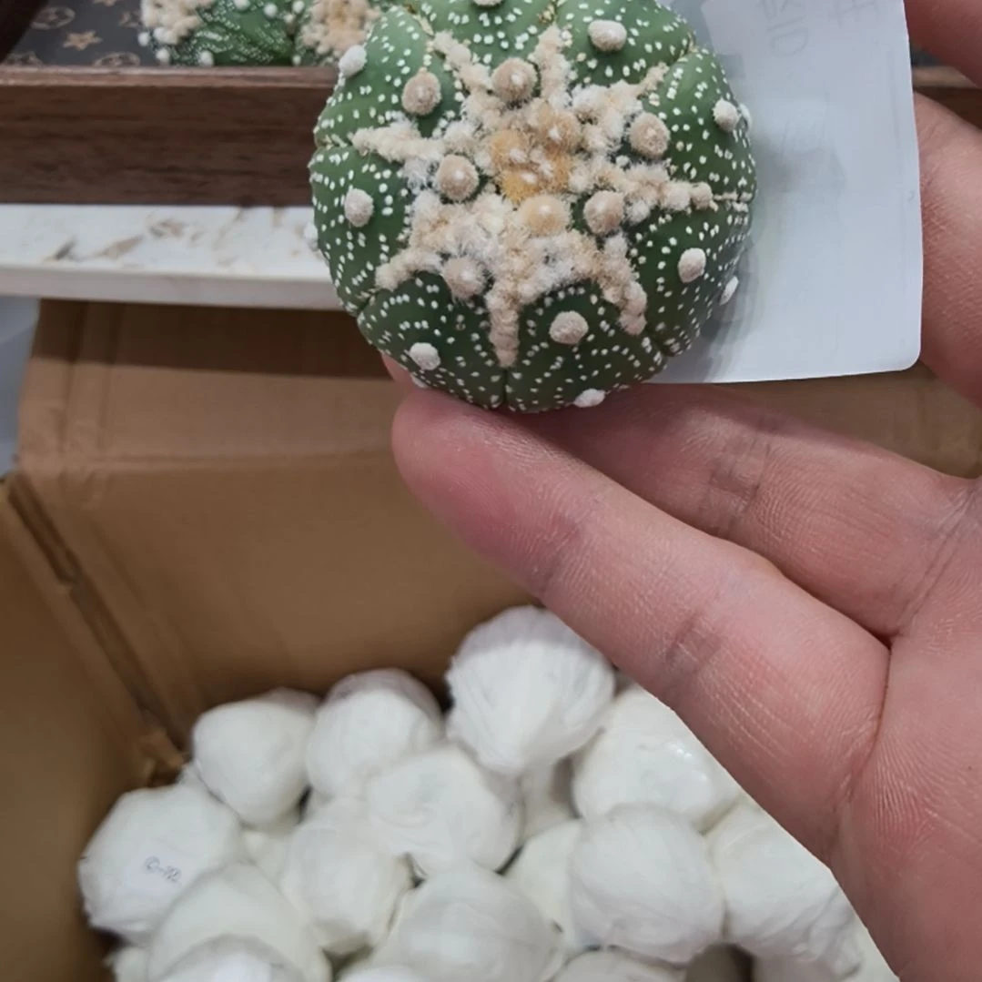 花园宝宝老莫专享