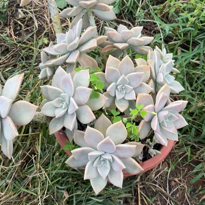 心***茜胧月。。。。。。。。。。。。。。。。。。。
