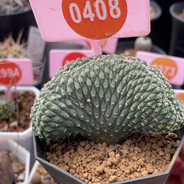 实生菊水缀04080408