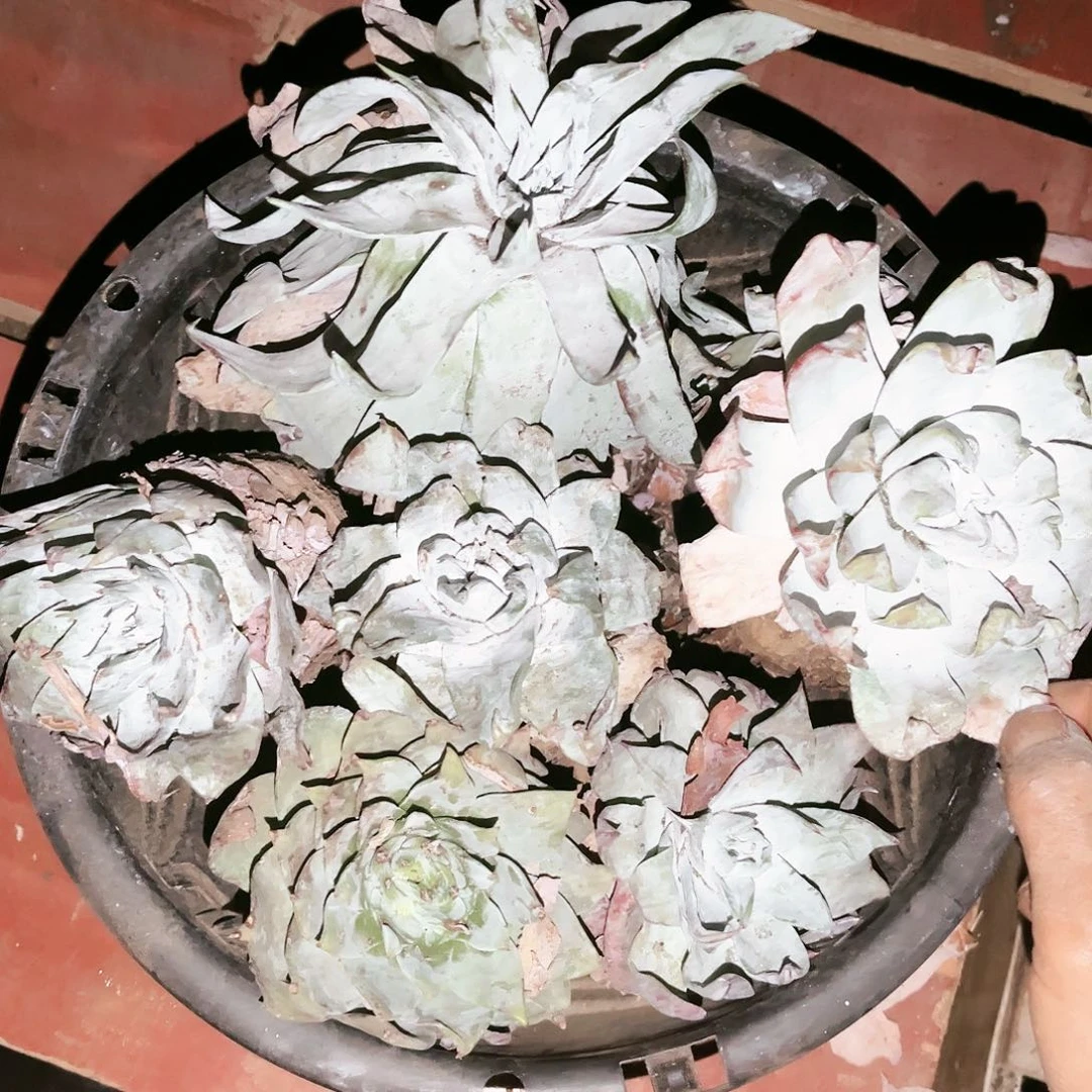 火****吧雪山15多肉植物处理