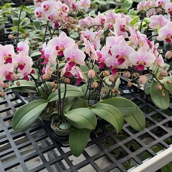 大部分开放少量花苞小仙女