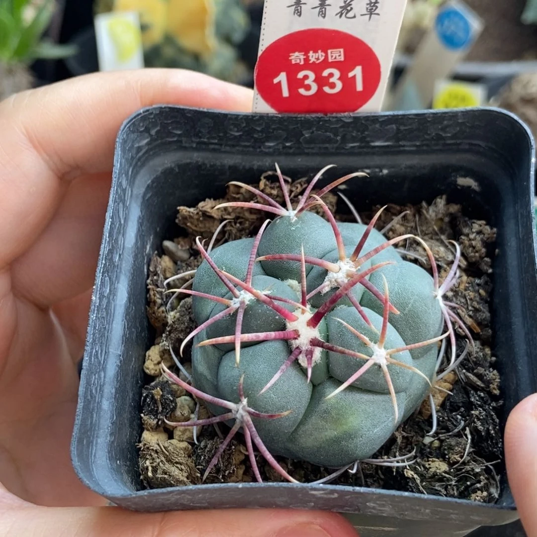 实生泰刺刺高木绯冠4cm