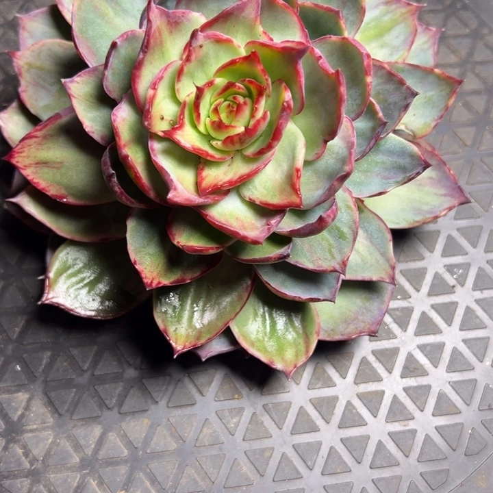 惊鸿仙子多肉植物