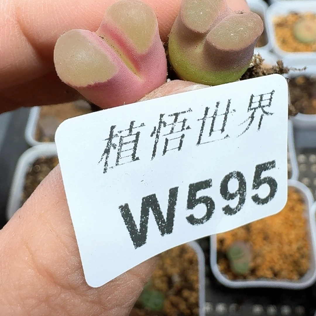 多肉植物的润泽额c g