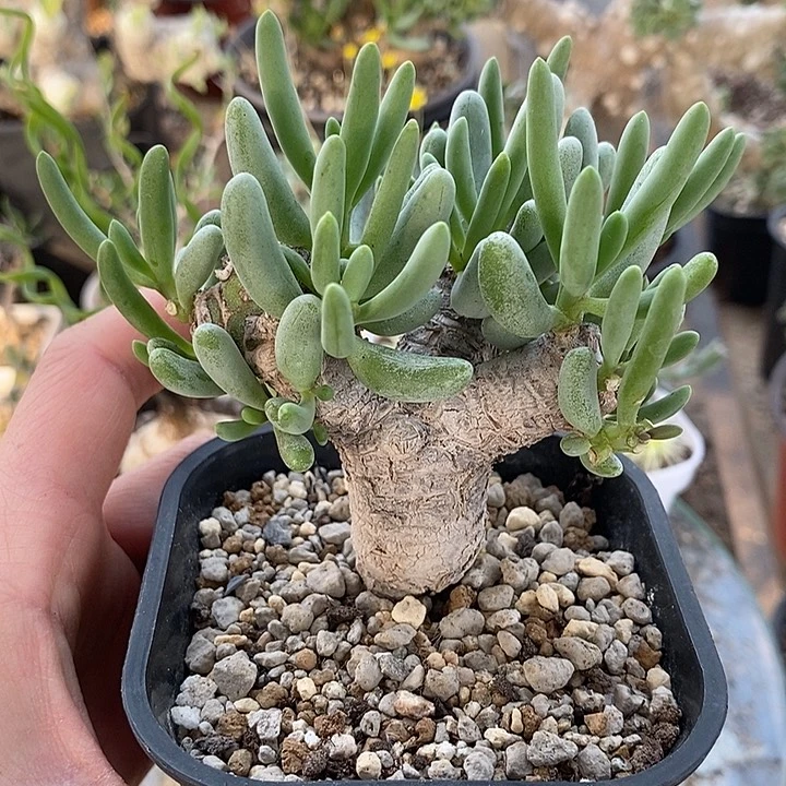 274野生卡拉菲厚敦菊带盆