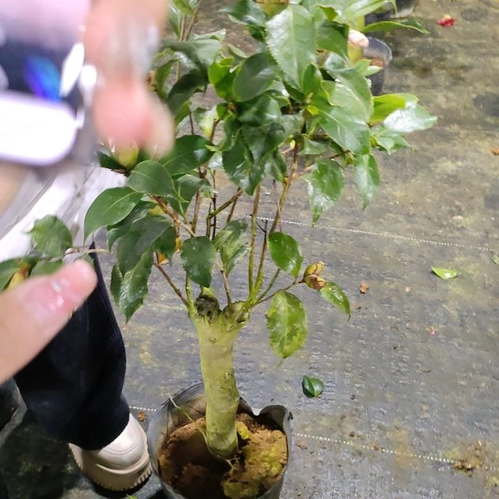 146黑魔法，原盆原土发货