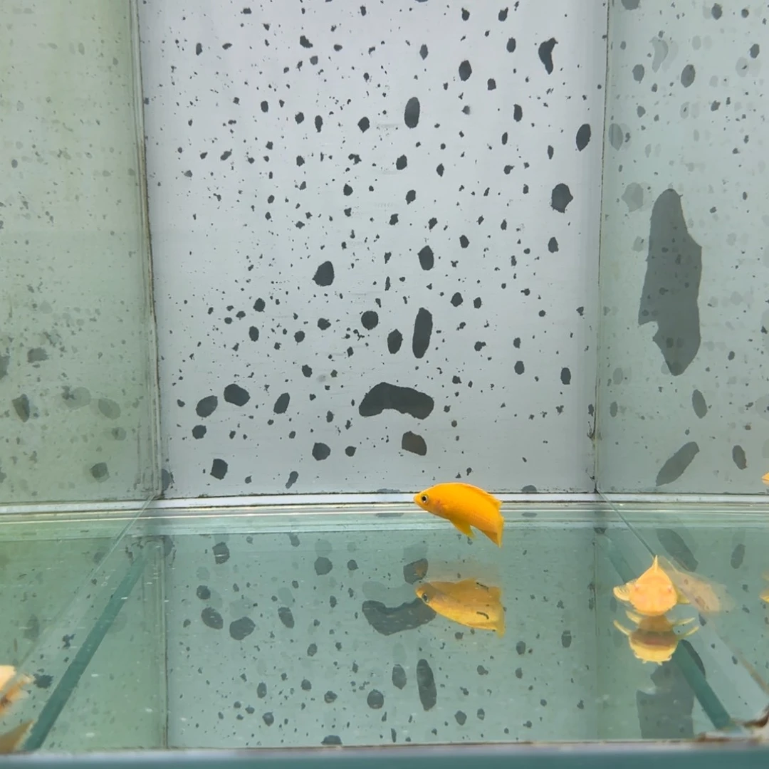 *****慈鲷1107号野生黄天堂鸟