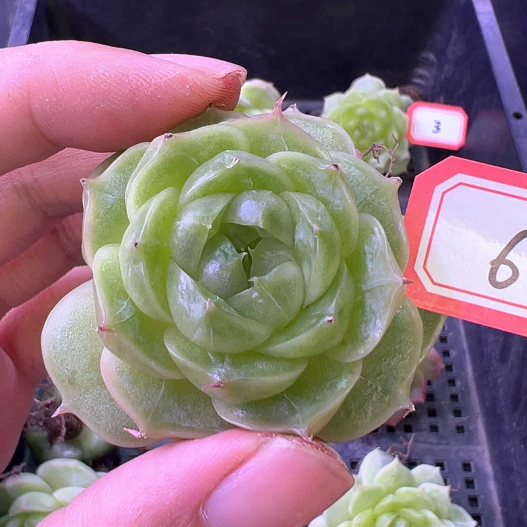 6号珍妮 晗雨多肉