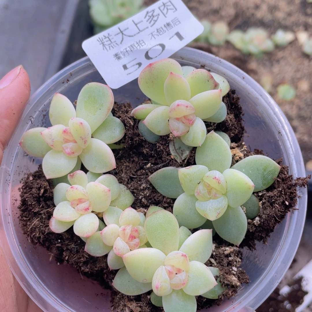 糕大上多肉植物501