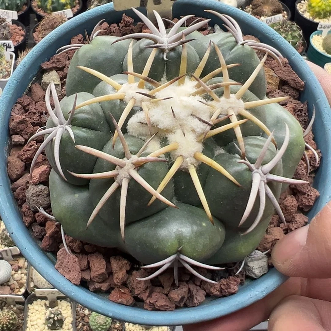 912实生安宅象牙仙人