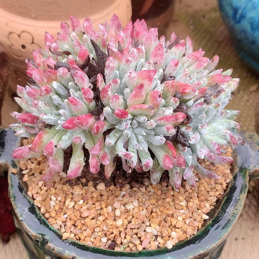 354海瑟杂交缀化仙女杯