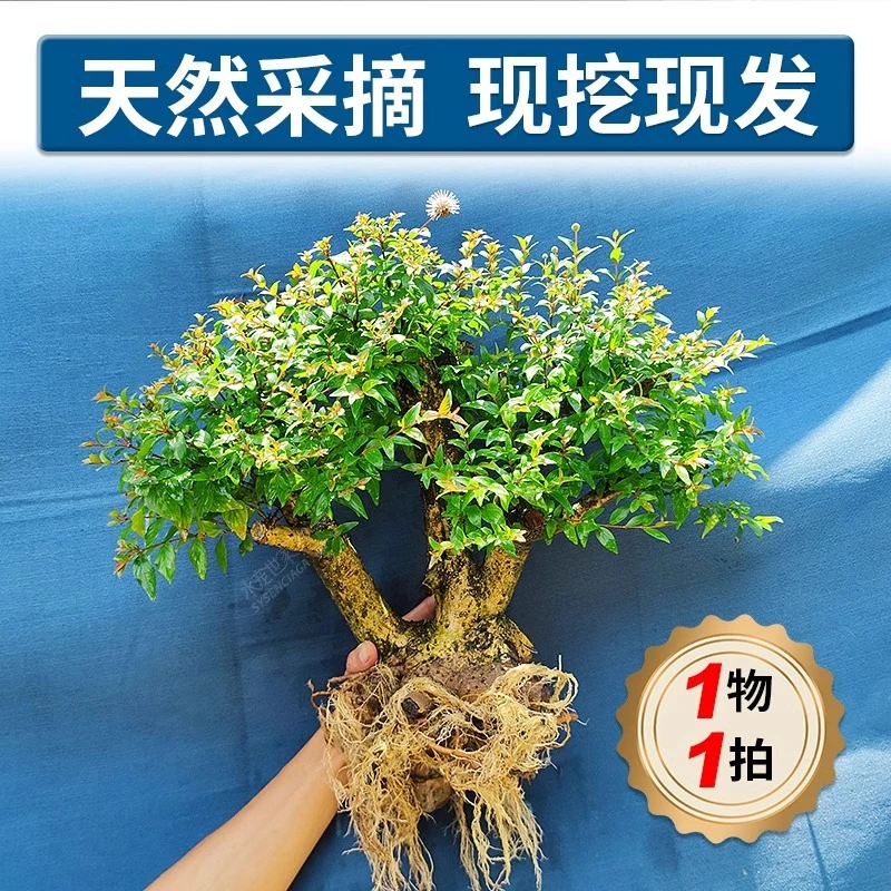 水杨梅挺水植物绿植鱼缸溪流缸原生缸水陆缸造景植物造景树真树