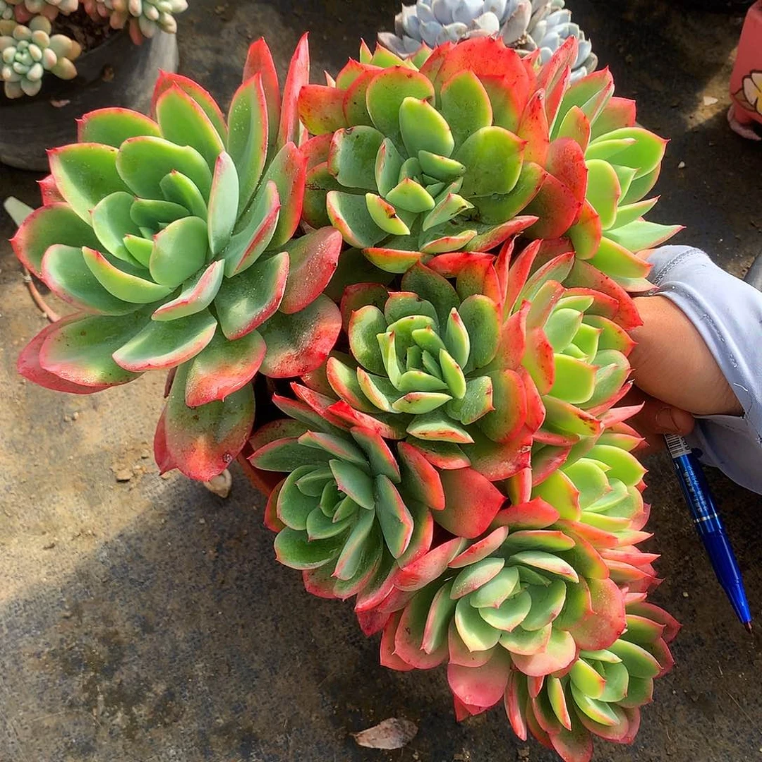 绮罗仙子一物一拍8-41