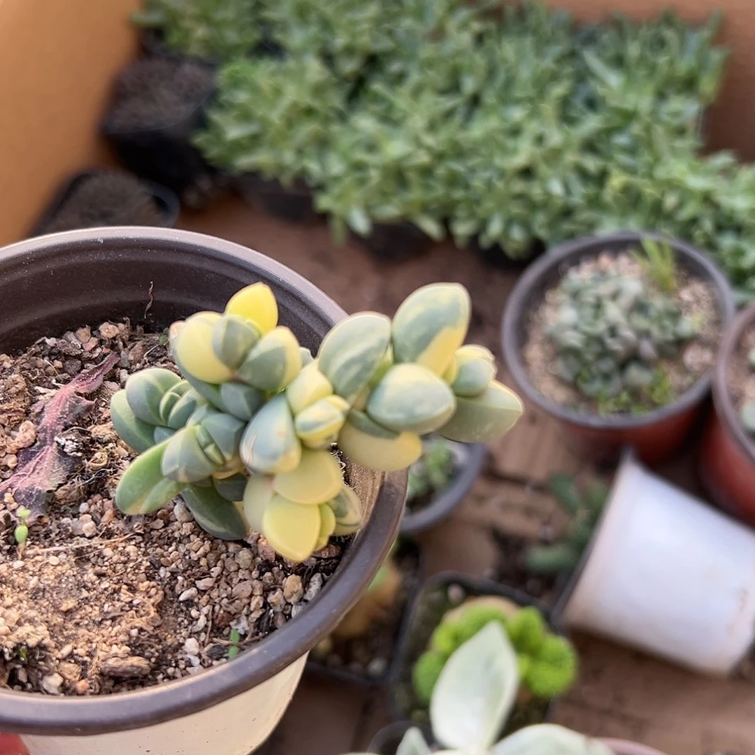 多肉植物鹿角海棠锦