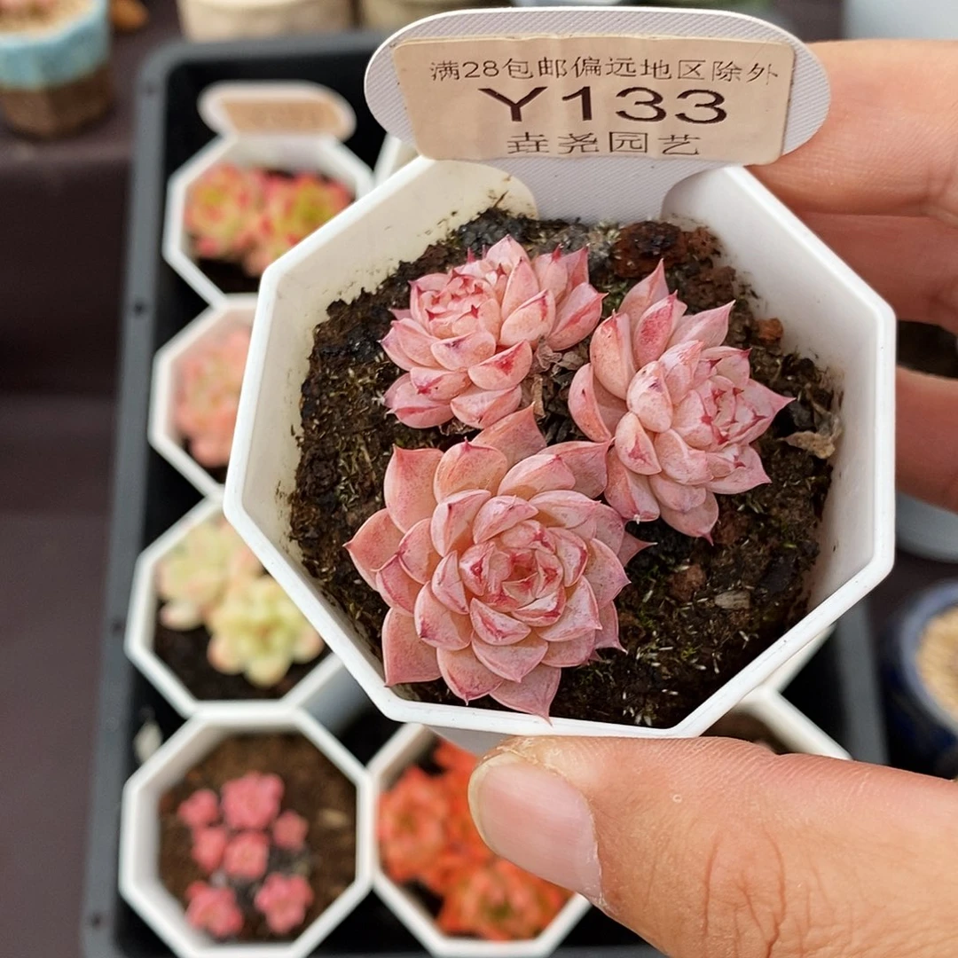 0133 天鹅绒 5cm