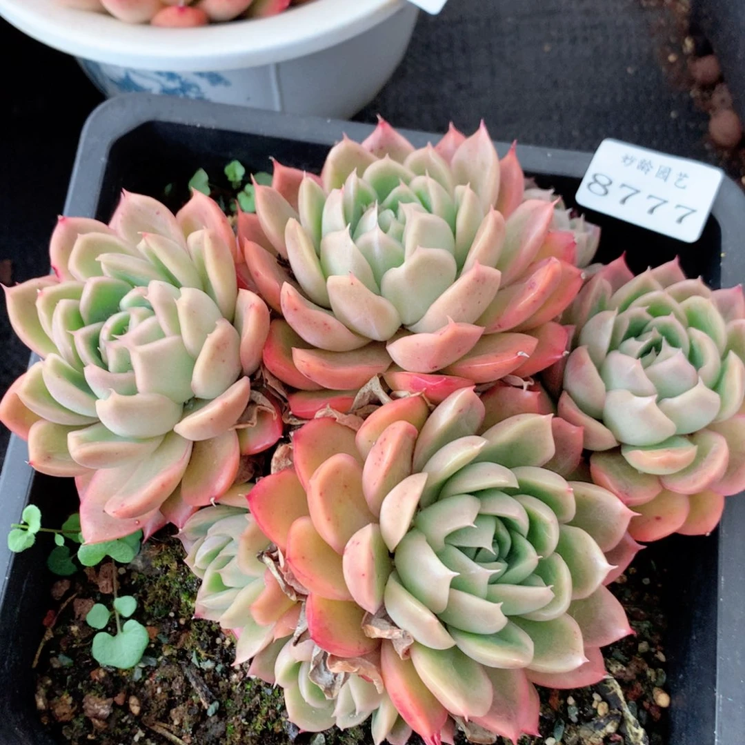 8777杂交多肉植物